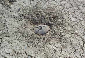 The other half of the capsule, burried in the playa